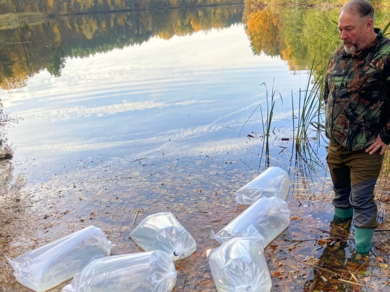 90 junge Zander werden in einem See bei Marienwerder eingesetzt (Foto: Angelverein Ruhlsdorf Marienwerder e.V.)