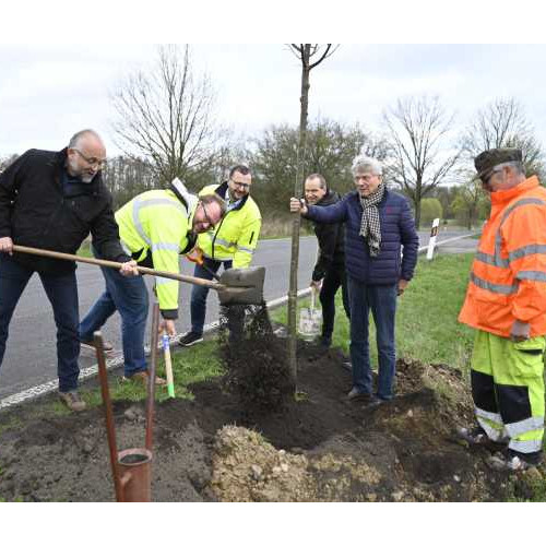 Landrat Daniel Kurth pflanzt einen von 95 Bäumen mit den Geschäftsführern der KIS, Christoph Günther-Skorka, und der Kreiswerke Barnim, Christian Mehnert © Robert Bachmann, Pressesprecher LK Barnim