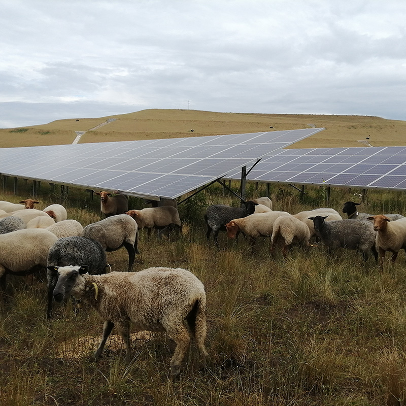 KWB PV-Anlage Schafbeweidung Deponie Ostend Eberswalde